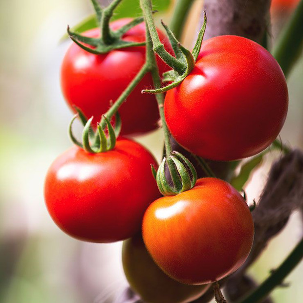 Thực phẩm giảm cân: Cà chua